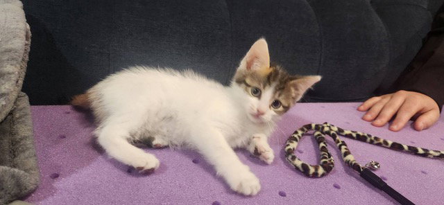 Sandy's Snow White KITTEN, cat