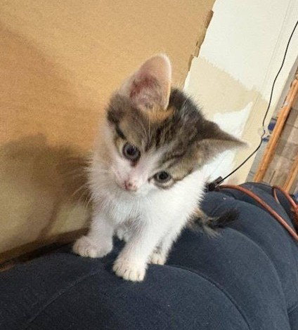 Sandy'S Snow White Kitten photo 2