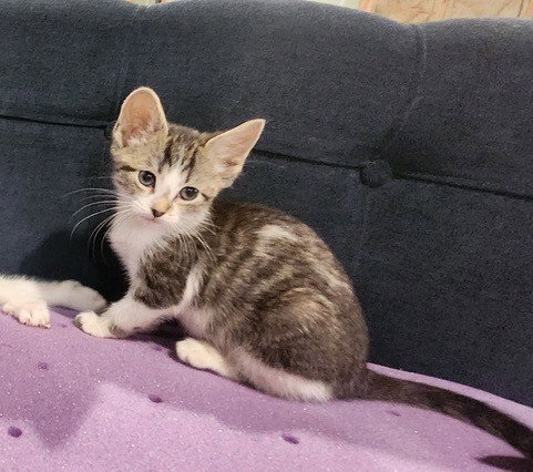 Sandy's Tiana KITTEN