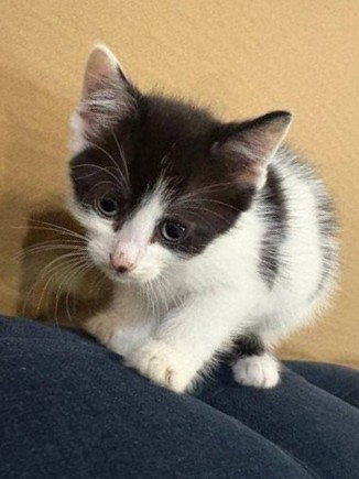 Sandy's Cinderella KITTEN, cat