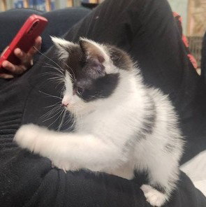 Sandy'S Cinderella Kitten photo 2