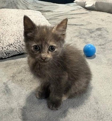 Sandy's Jasmine KITTEN, cat