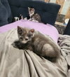 Sandy's Jasmine KITTEN