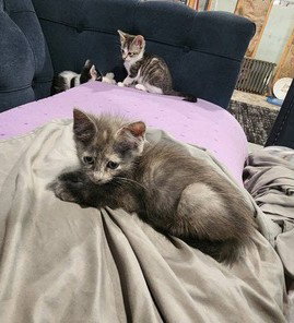 Sandy'S Jasmine Kitten photo 2