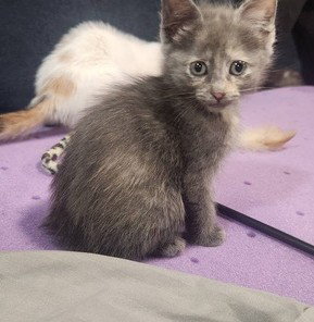 Sandy'S Jasmine Kitten photo 3