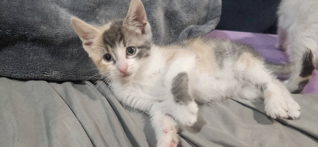Sandy's Ariel KITTEN, cat