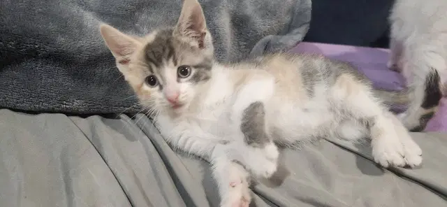 Sandy's Ariel Kitten - Domestic Short Hair