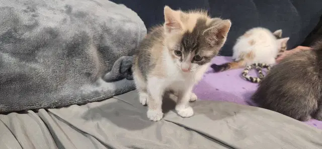 Sandy's Ariel Kitten image 2