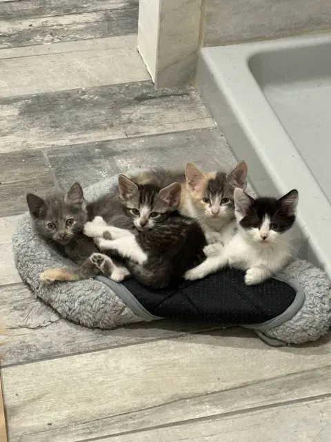 Sandy's Ariel Kitten image 3