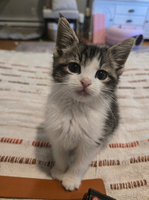 Angel KITTEN