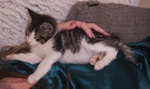 Angel Kitten photo 3