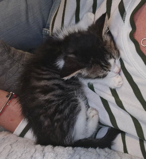 Angel Kitten photo 4