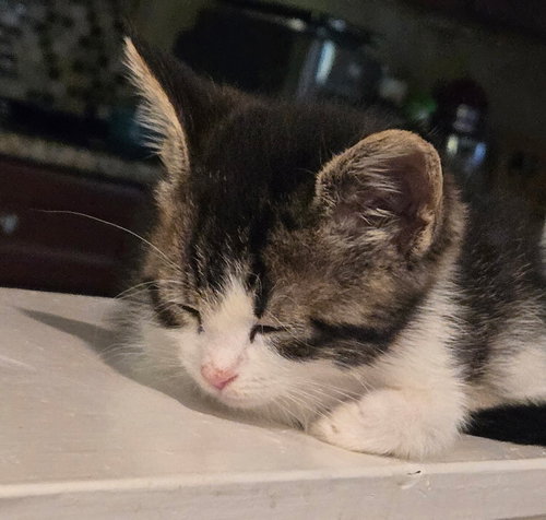 Angel Kitten photo 5