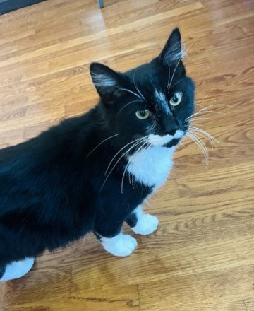 Asher KITTEN, cat