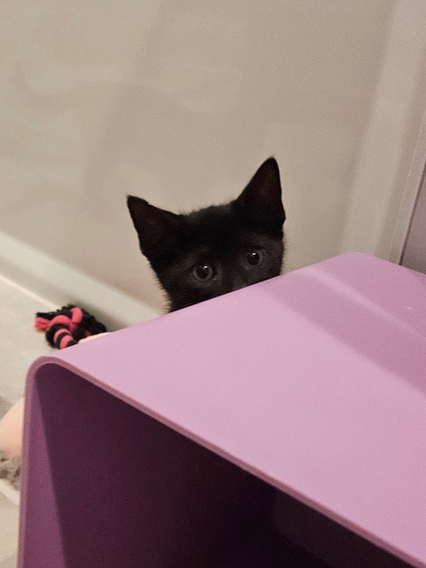 Korn Kitten photo 3