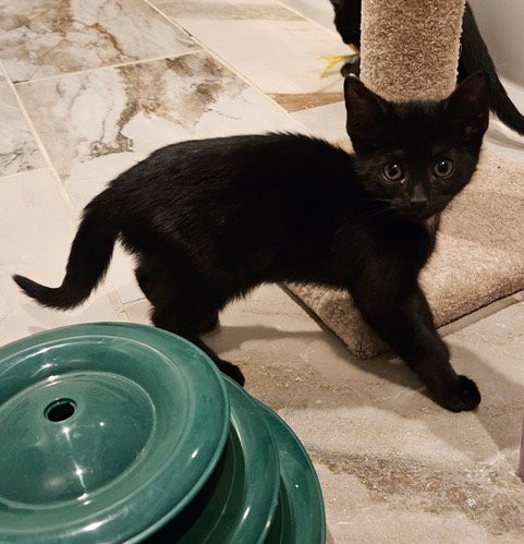 Korn Kitten photo 4