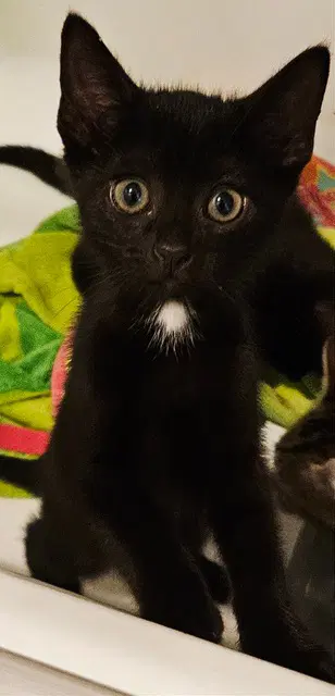 Korn Kitten image 2