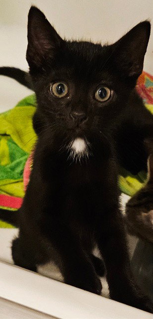 Korn KITTEN, Baby Domestic Short Hair (short coat), cat for adoption in Passaic, New Jersey