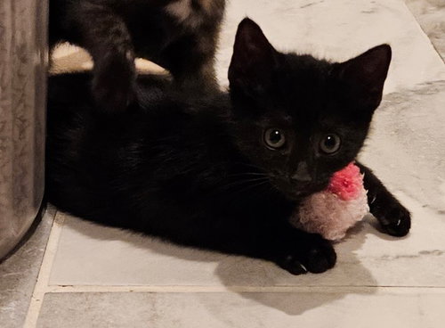 Korn Kitten photo 6