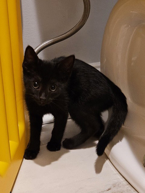 Korn Kitten photo 7