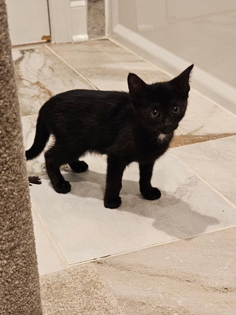 Korn Kitten photo 9