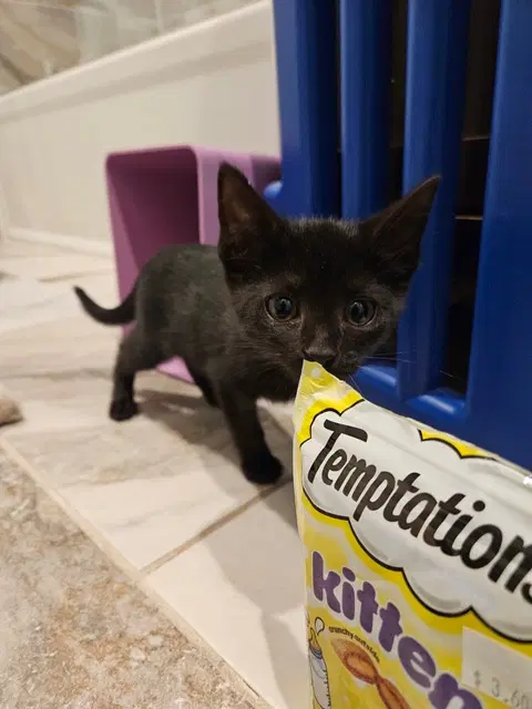 Korn Kitten image 3
