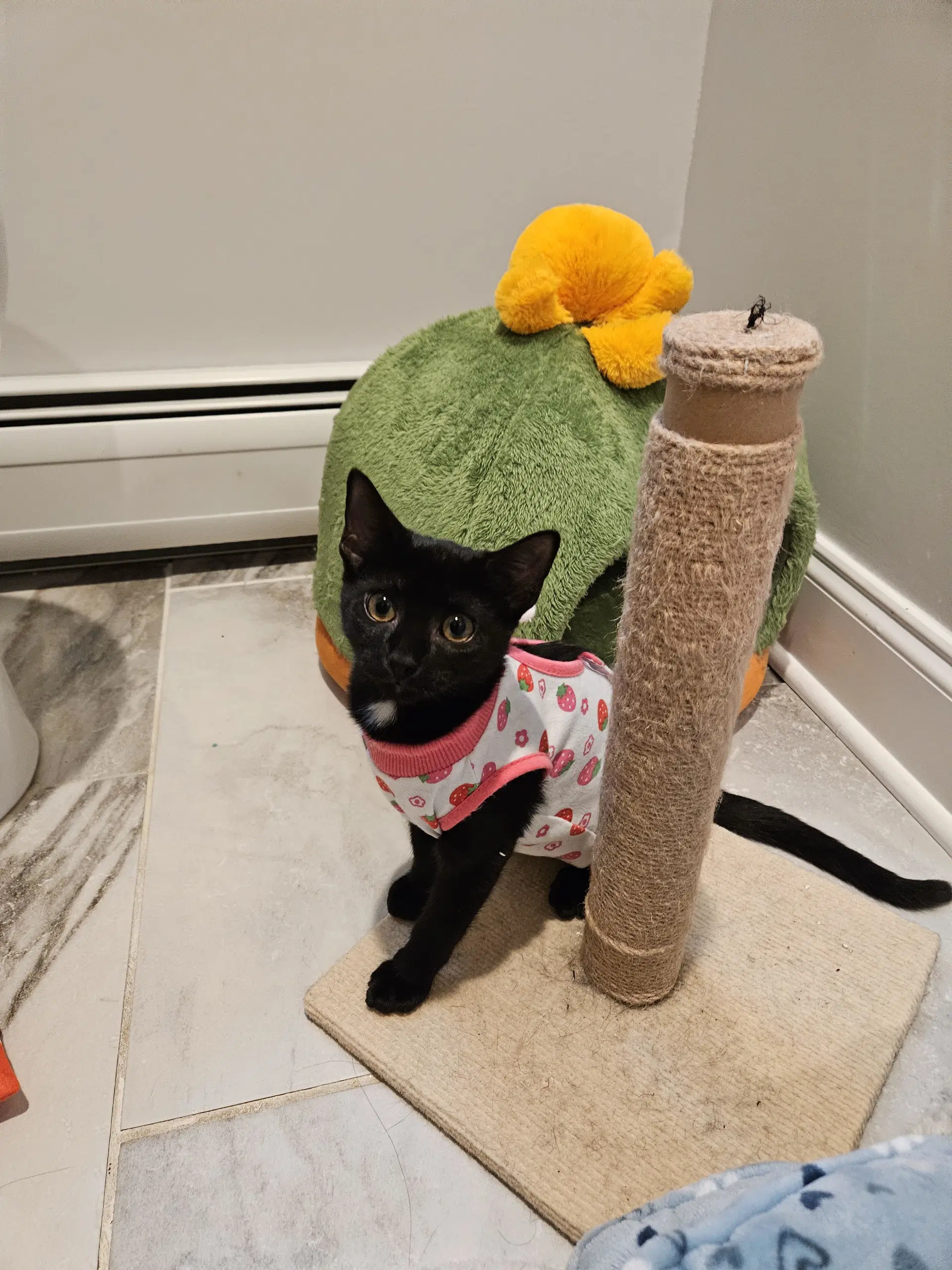 Korn Kitten - Domestic Short Hair