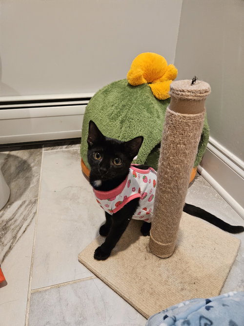 Korn KITTEN