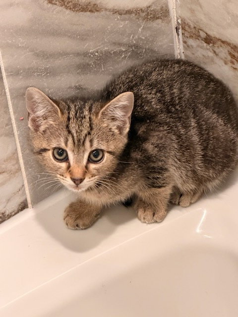 Muse KITTEN