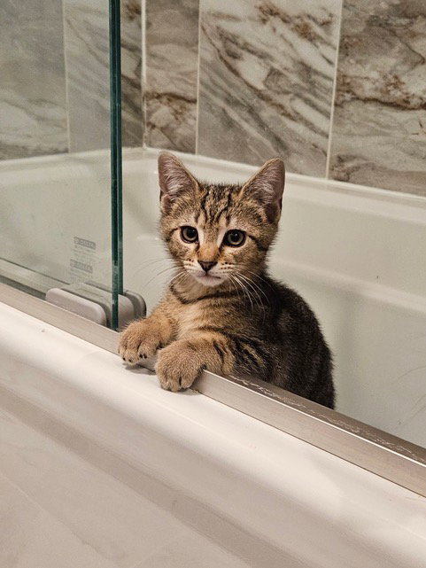 Muse Kitten Rm photo 2