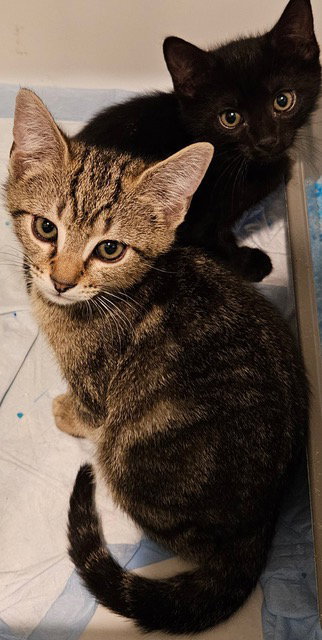 Muse Kitten Rm photo 3