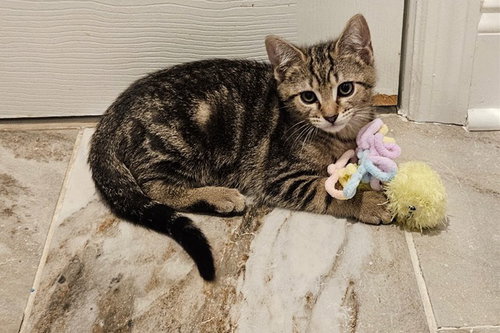 Muse Kitten Rm photo 4