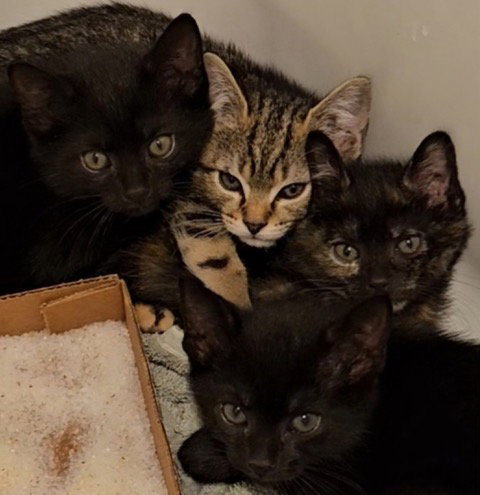 Muse Kitten Rm photo 5