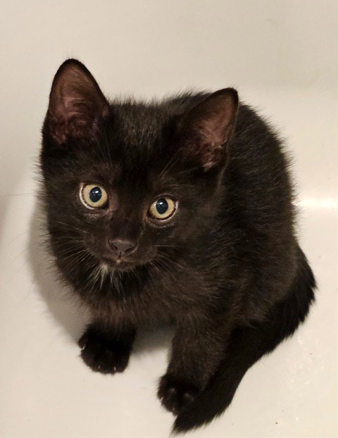 Yungblud KITTEN