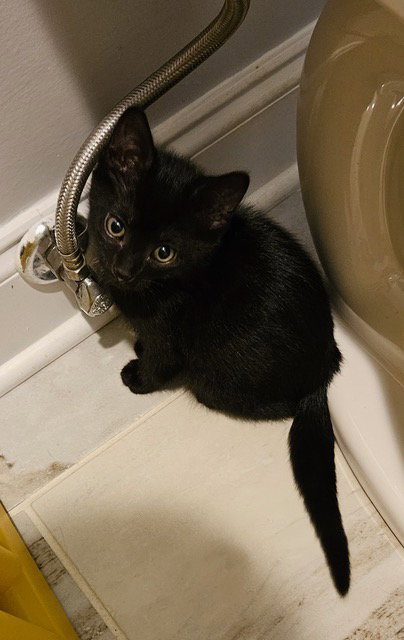Yungblud Kitten Rm photo 2