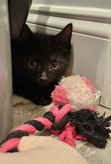 Yungblud Kitten Rm photo 3