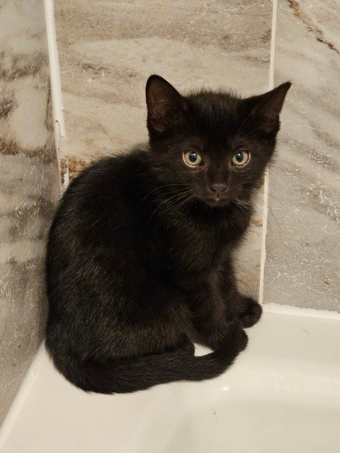 Yungblud Kitten Rm photo 4