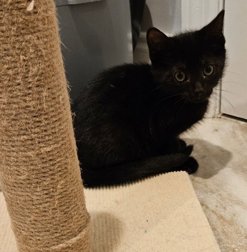 Yungblud Kitten Rm photo 5