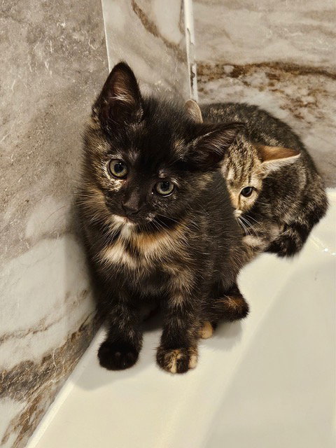 Muse KITTEN