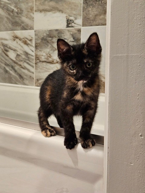 Garbage Kitten photo 2
