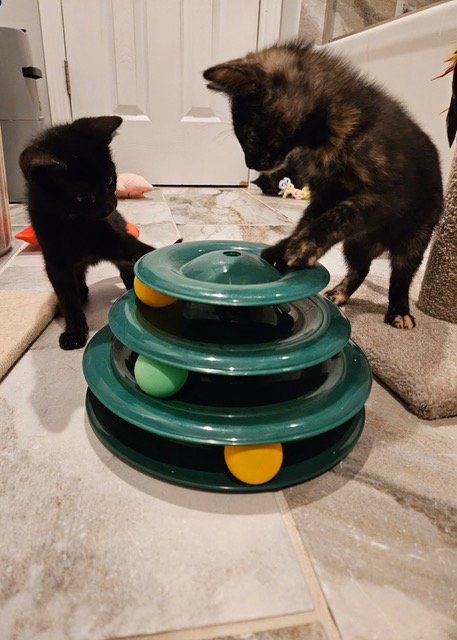 Garbage Kitten photo 3