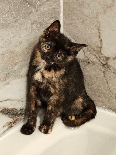 Garbage Kitten photo 4
