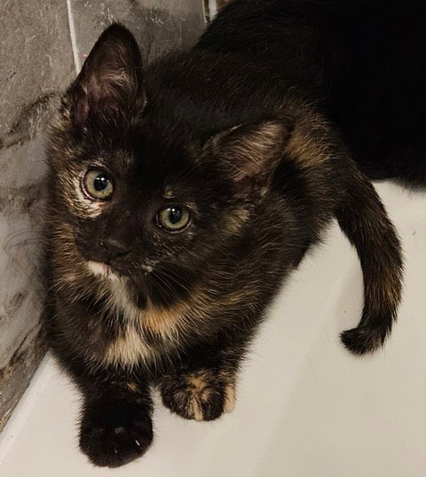 Garbage Kitten photo 5