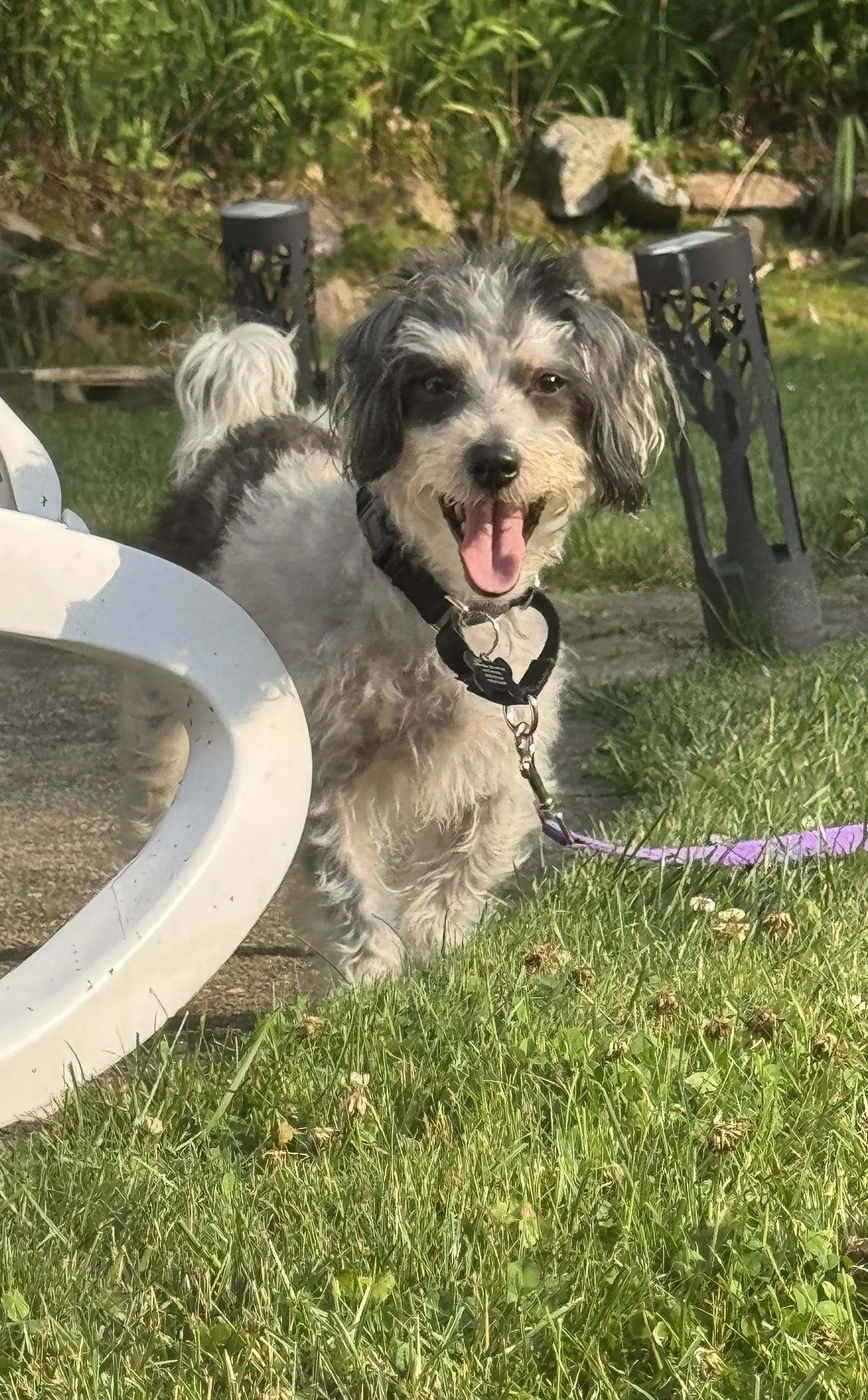 Rocky Nj - Poodle (Miniature)