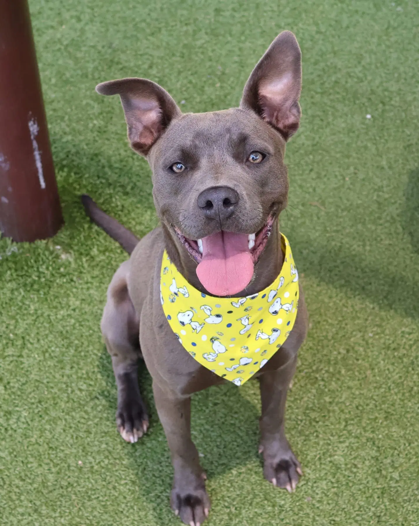 Lambo Athens - Pit Bull Terrier
