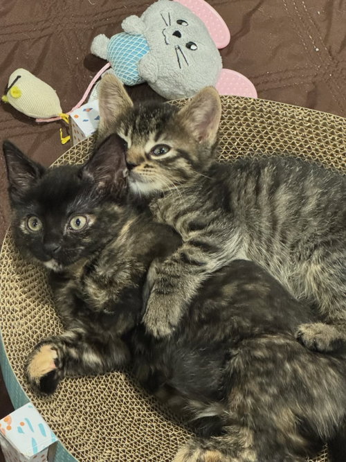 Winter Kitten photo 2