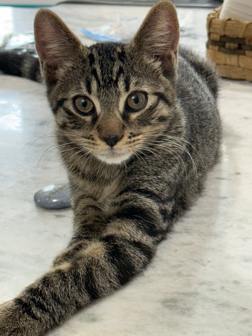 Summer KITTEN
