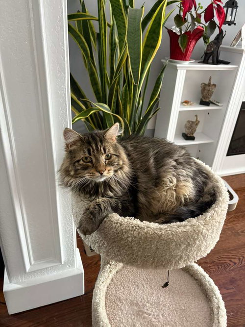 Coco RM, an adoptable Domestic Long Hair in Rockaway, NJ