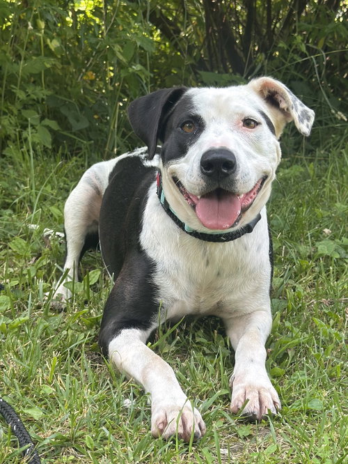 Maddie Girl Louisiana, an adoptable Pit Bull Terrier in Rockaway, NJ