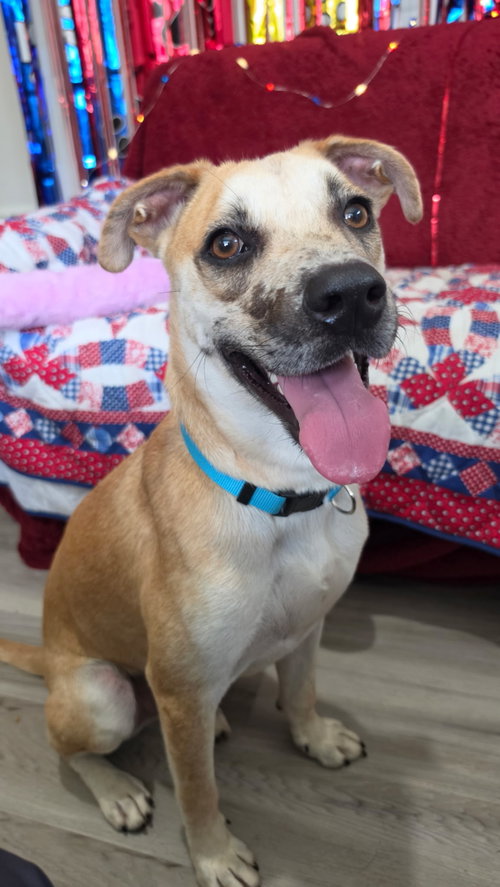 Hanzel GCH, an adoptable Mountain Cur in Rockaway, NJ